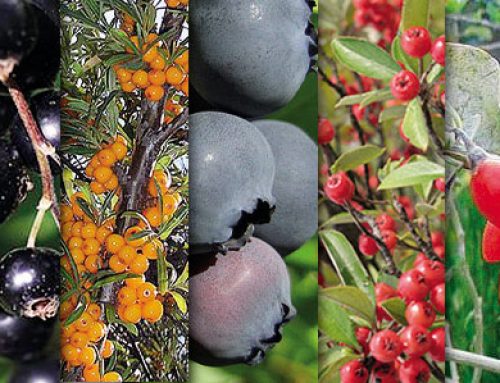 Mélange Baies K1 PhytoZen : le secret naturel du bien-être retrouvé