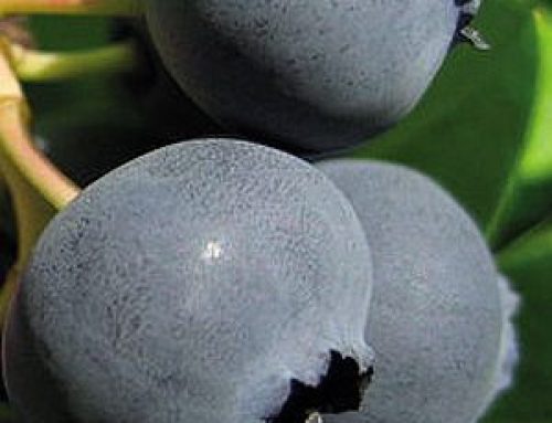 Baies de Myrtille séchées PhytoZen : la petite baie bleue aux grands bienfaits