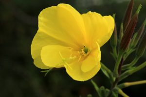 fleur d'onagre