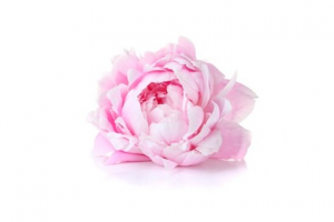 lotion-eau-florale-rose-de-damas
