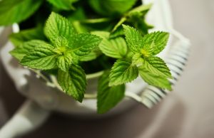 savon-a-la-menthe-verte-bio
