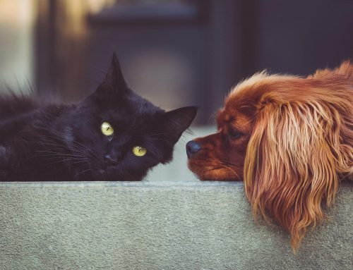 CATOWER, PIFOWER et DOGOWER : compléments naturels pour animaux